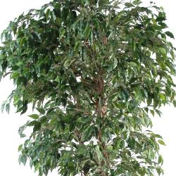 Ficus Benjamina Artificiel Arbre en pot troncs naturels H 150 cm Vert