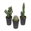 Cactus en pot en lot de 3 cactés plantes artificielles H 8-13 cm