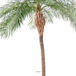 Palmier Phoenix Artificiel en pot H 190 cm