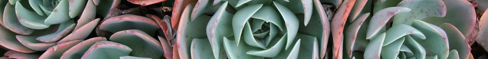 Cactes succulentes et cactus