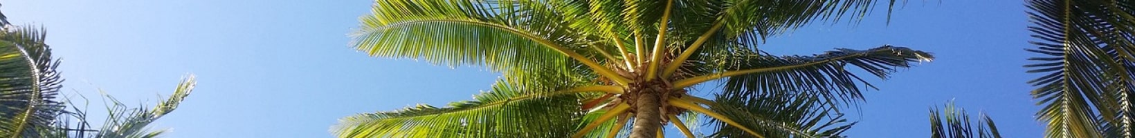 palmiers artificiels