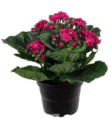 Fleurs Kalanchoe artificiel Rose Fischia en pot H 20 cm