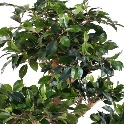 Ficus Artificiel-80cm