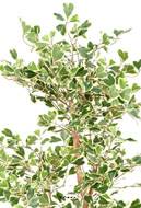 Ficus Triangularis factice en pot  troncs bois superbe H 120 cm D 90 cm