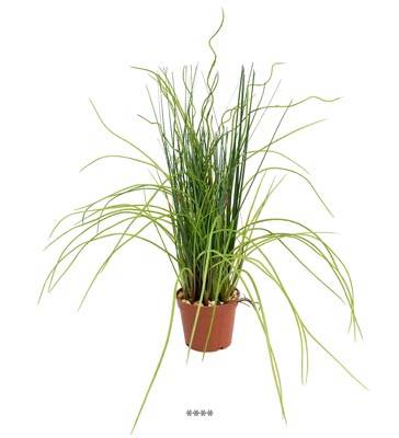 Herbe dense artificielle en pot H 35 cm