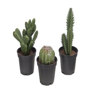 Cactus en pot en lot de 3 cactés plantes artificielles H 8-13 cm