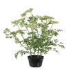Fausse plante fleurie, Trachelium artificiel en pot, H 100 et D 70 cm
