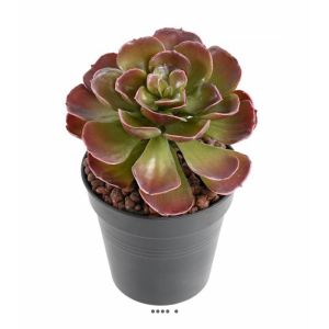 Joli faux Crassula H 22 cm Vert-rouge en piquet