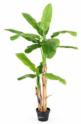 Bananier Artificiel Palmier en pot H 180 cm 2 troncs