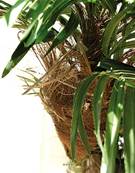 Palmier Phoenix Artificiel 3 troncs en pot H 150 cm
