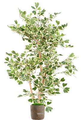 Ficus Triangularis factice en pot  troncs bois superbe H 120 cm D 90 cm