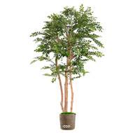 Acacia artificiel eco 4 troncs Naturels en pot H 200 cm Vert