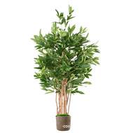 Superbe Dracaena surculosa arbre factice en pot  H 155 cm