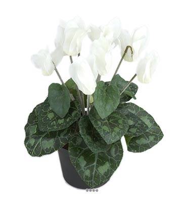 Fleurs Cyclamen Artificiel Blanc Neige en pot H 20 cm