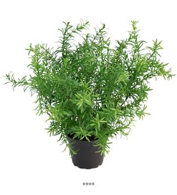 Plante Feuillage Asparagus Artificiel en pot H 30 cm