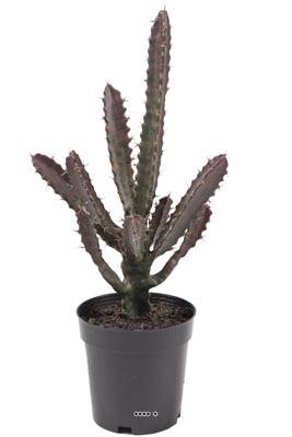 Cactus Euphorbe factice en pot Vert-Rouge Top qualité H45cm D20cm