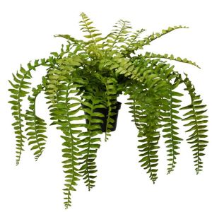 Fougère-houx artificielle en pot H 30 cm, D 40 cm