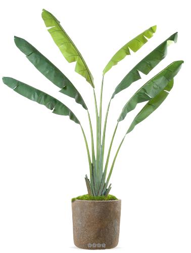 Ravenale, palmier artificiel en pot H 250 cm