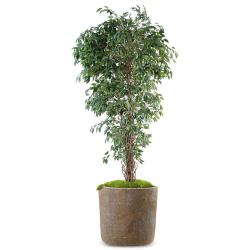 Ficus Benjamina Artificiel Arbre en pot troncs naturels H 150 cm Vert