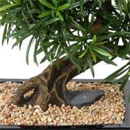 Bonsaï Podocarpus Artificiel H 50 cm D 45 cm en pot