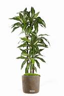 Dracaena Fragrans factice 3 troncs en pot Superbe H 120 cm D 60 cm Vert-Blanc