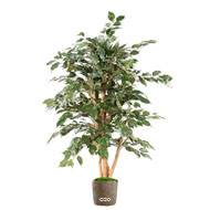 Faux ficus benjamina eco 4 troncs H 150 en pot