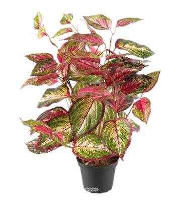 Plante verte Coleus artificiel en pot H 40 cm