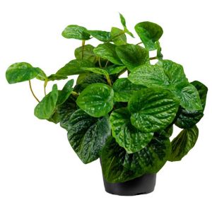 Peperomia artificiel en pot plante verte factice H 25 cm D 25 cm Feuillage dense et vert