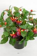 Fuchsias fleuries artificielles en pot, H 30 cm Pourpre-fuschia