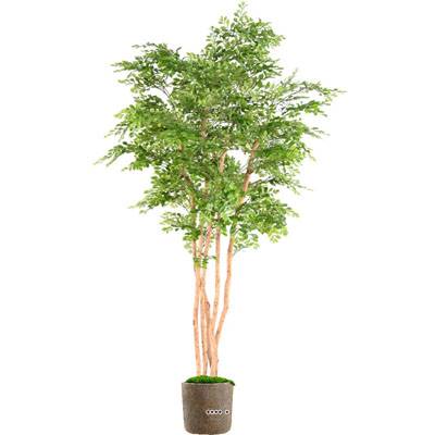 Acacia factice en pot  5 Troncs Naturels feuillage tergal