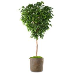 Hêtre Artificiel Arbre en pot Vert H 400 cm