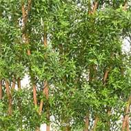 Haie de faux eucalyptus sur socle pour extérieur H 110 cm