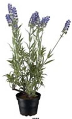 Plante Fleurie Lavande Artificielle en pot H 37 cm
