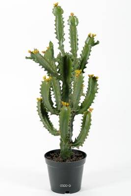 Cactée Euphorbe artificiel en pot cactus Vert Top Qualité Pro et décorateurs H 70 cm Vert aloe