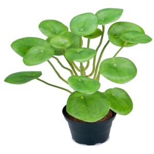 Oreilles d'éléphant plante verte Artificielles en pot H 25 cm D 20 cm Design