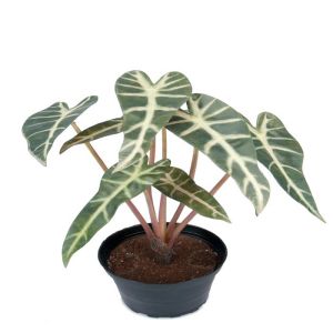 Fausse plante verte, Alocasia artificiel en pot, H 30 cm