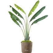 Ravenale, palmier artificiel en pot H 250 cm