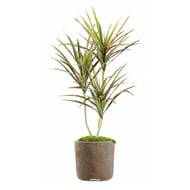 Faux Dracaena en pot H 140 cm Vert-rose