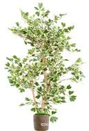 Ficus Triangularis factice en pot  troncs bois superbe H 120 cm D 90 cm