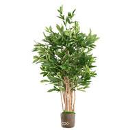 Superbe Dracaena surculosa arbre factice en pot  H 155 cm