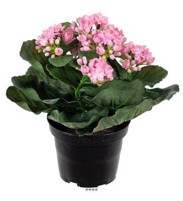 Fleurs Kalanchoe artificiel Rose en pot H 20 cm