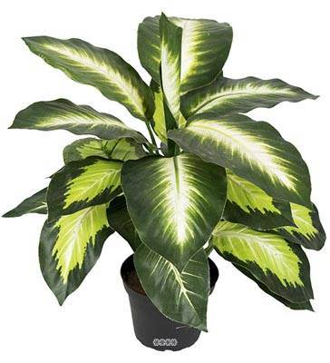 Plante Dieffenbachia Artificiel en pot H 38 cm