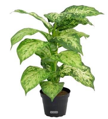 Plante Verte, Dieffenbachia Artificiel en pot H 40 cm