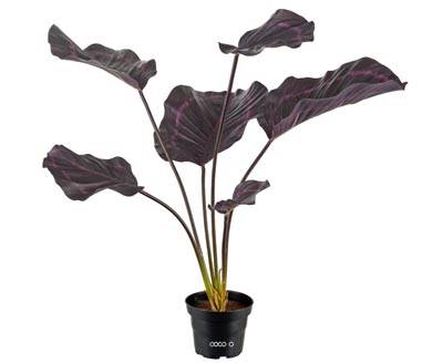 Plante verte Calathea artificielle, H 55 cm D 50 cm, en pot, Pourpre-rose