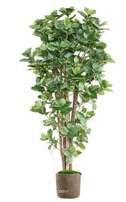 Superbe Clusia variegata arbre factice en pot  H 150 cm