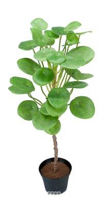 Oreilles d'éléphant plante verte Artificielle en pot H 50 cm