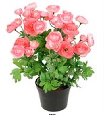 Fleurs Renoncules Artificiels Rose Soutenu en pot H 38 cm