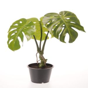 Plante verte Monstera artificielle H 60, D 42 cm