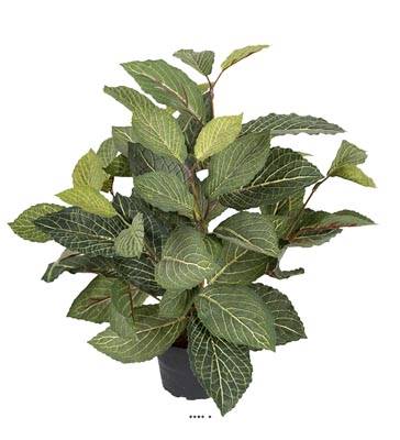 Plante verte, Fitonnia artificiel, H 40 cm D 40 cm, en pot, Vert