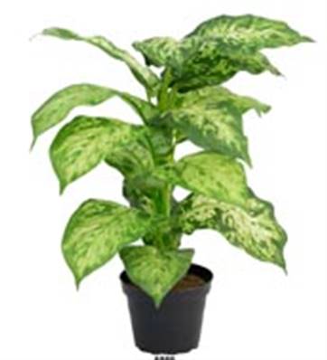 Plante Verte, Dieffenbachia Artificiel en pot H 40 cm